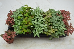 Fittonia Mix 7 Colours 8Ø 12cm