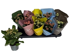 Kalanchoe Double Mix 10Ø 24cm