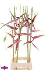 Heliconia Sexy Scarlet 90cm