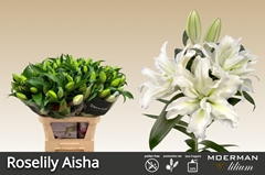 Lily Oriental Double Roselily Aisha 85cm 4+