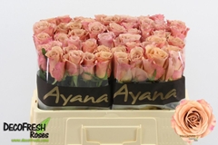 Rosa Moccachino 50cm