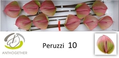 Anthurium Peruzzi 15cm Hd