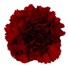 Dianthus Single Toldo 65cm