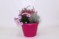 Bedding Plants Mix 22Ø 30cm
