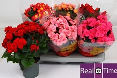Begonia Double Mix 14Ø 35cm