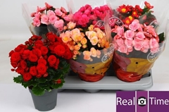 Begonia Double Mix 14Ø 32cm