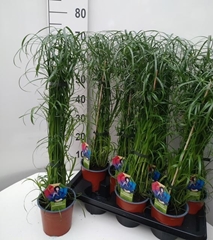 Cyperus Alternifolius 14Ø 70cm