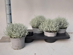 Leucophyta Brownii 17Ø 25cm