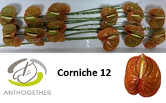 Anthurium Corniche 13cm Hd