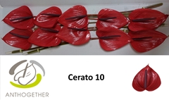 Anthurium Cerato 15cm Hd