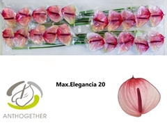 Anthurium Maxima Elegancia 9cm Hd