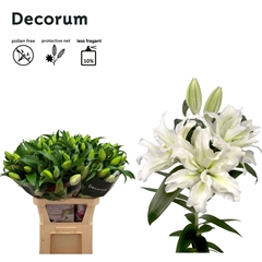 Lily Oriental Double Roselily Aisha 85cm 4+