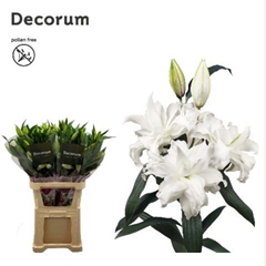 Lily Oriental Double Roselily Angela 95cm 4+