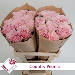 Rosa Country Spirit Peonia 60cm