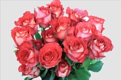 Rosa Iguazu 40cm