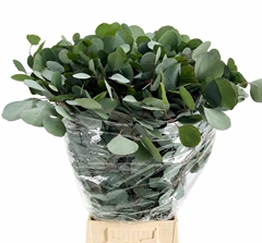 Eucalyptus Populus Per Bunch 70cm 300gr.