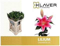 Lily Oriental Calvados 85cm 5+