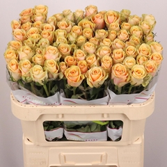 Rosa Alchemy 70cm