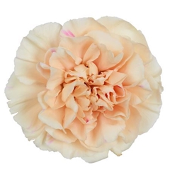 Dianthus Single Apple Tea 70cm