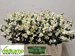 Symphoricarpos Magical Lemon And Lime 55cm