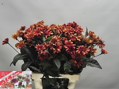 Heliopsis Red Shades 70cm