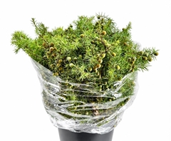Coniferen Green