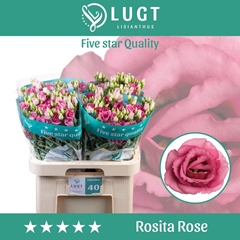 Eustoma Double Rosita Rose Pink 70cm