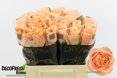 Rosa Charming Reeva 40cm