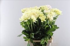 Dahlia Champagne 60cm