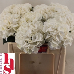 Hydrangea Royal Princess 50cm 14-16cm Hd