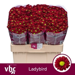 Chrysanth Santini Ladybird 55cm 40gr.