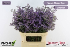 Limonium Safora Classic Blue 90cm 70gr.