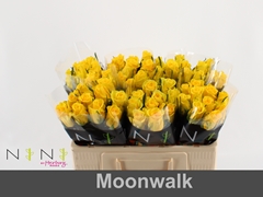 Rosa Moonwalk 50cm