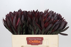 Leucadendron Safari Sunset 50cm