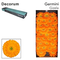 Gerbera Mini Green Center Gizela 45cm 7cm Hd