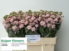 Matthiola Champagne 55cm