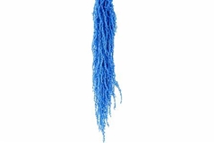 Amaranthus Caudatus Light Blue Per Bunch 70cm