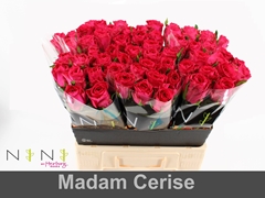Rosa Madam Cerise 60cm