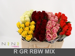 Rosa Mixed 60cm