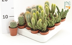 Cactus Mix 5Ø 10cm