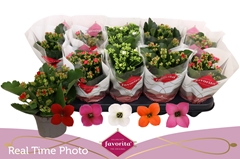 Kalanchoe Single Mix 5 Colours 10Ø 22cm