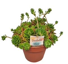 Echeveria Affinis 14Ø 25cm