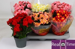 Begonia Double Mix 14Ø 35cm