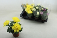 Chrys Kena Gem 12Ø 25cm