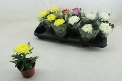 Chrysanth Cosmo Mix 9Ø 18cm