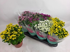 Chrysanth Madiba Mix 14Ø 29cm