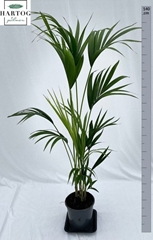 Howea Forsteriana 21Ø 140cm
