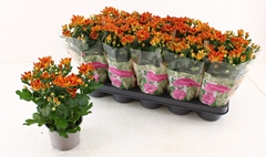 Chrysanth Artistic Armin 12Ø 28cm