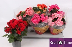 Begonia Double Mix 13Ø 30cm