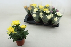 Chrys Kena Gem 12Ø 25cm